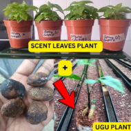 Organic Ugu Plant and Scent Leaves, African Fluted Pumpkin Seeds, Efirin Plant