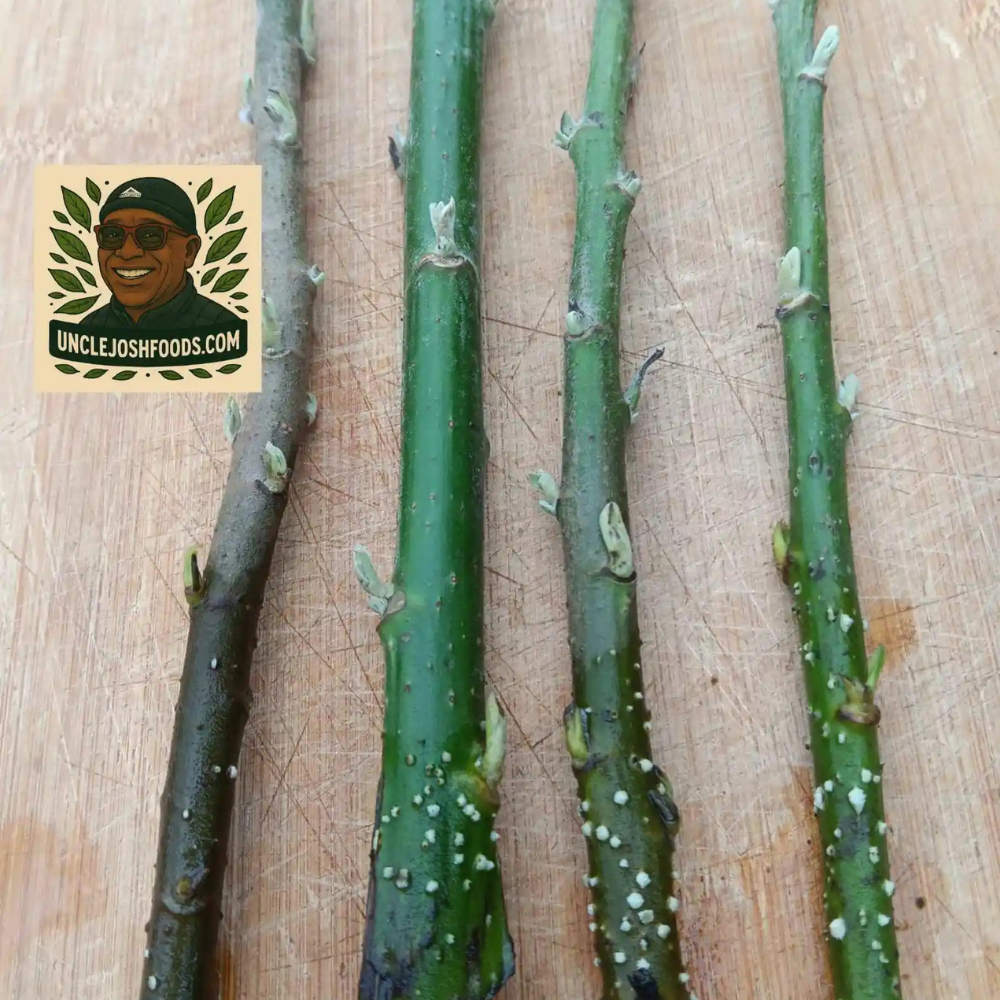 2 4 Organic Bitterleaf Rooting Stems - Nigerian Ewuro ,Onugbu for gardening, UK - Image 1