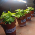 Fresh Efirin Plant, African Scent Leaf, Nigerian Basil, UK Grown Herb, Grow Your Own