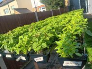 African Herb Garden Seeds – Efirin, Ewedu, Shoko, Tete (4 Varieties) - Image 2