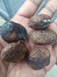 African Herb Garden Seeds – Efirin, Ewedu, Shoko, Tete (4 Varieties) - Image 3