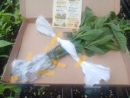 African Herb Garden Seeds – Efirin, Ewedu, Shoko, Tete (4 Varieties) - Image 5