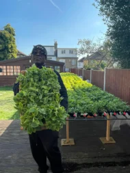 Fresh Efirin Plant, African Scent Leaf, Nigerian Basil, UK Grown Herb, Grow Your Own - Image 3