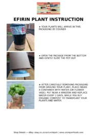 Fresh Efirin Plant, African Scent Leaf, Nigerian Basil, UK Grown Herb, Grow Your Own - Image 5