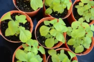 Fresh Efirin Plant, African Scent Leaf, Nigerian Basil, UK Grown Herb, Grow Your Own - Image 7