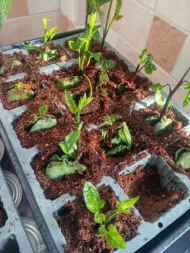 Organic Ugu Plant and Scent Leaves, African Fluted Pumpkin Seeds, Efirin Plant - Image 11