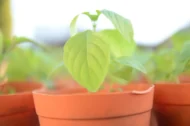 Fresh Efirin Plant, African Scent Leaf, Nigerian Basil, UK Grown Herb, Grow Your Own - Image 6