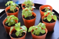 Fresh Efirin Plant, African Scent Leaf, Nigerian Basil, UK Grown Herb, Grow Your Own - Image 8