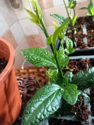 Organic Ugu Plant and Scent Leaves, African Fluted Pumpkin Seeds, Efirin Plant - Image 4
