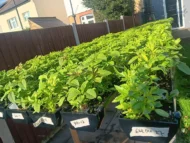 Organic Ugu Plant and Scent Leaves, African Fluted Pumpkin Seeds, Efirin Plant - Image 12