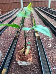 Organic Ugu Plant and Scent Leaves, African Fluted Pumpkin Seeds, Efirin Plant - Image 7
