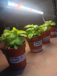 Organic Ugu Plant and Scent Leaves, African Fluted Pumpkin Seeds, Efirin Plant - Image 5