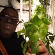 Organic Ugu Plant and Scent Leaves, African Fluted Pumpkin Seeds, Efirin Plant - Image 6