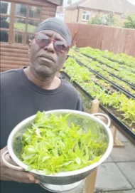 Organic Ugu Plant and Scent Leaves, African Fluted Pumpkin Seeds, Efirin Plant - Image 9