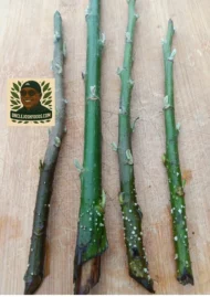 4 Organic Bitterleaf Rooting Stems - Nigerian Ewuro ,Onugbu for gardening, UK - Image 10