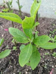4 Organic Bitterleaf Rooting Stems - Nigerian Ewuro ,Onugbu for gardening, UK - Image 9