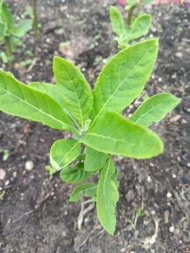 4 Organic Bitterleaf Rooting Stems - Nigerian Ewuro ,Onugbu for gardening, UK - Image 8