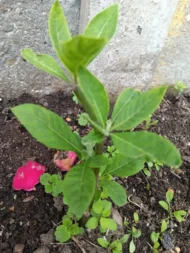 4 Organic Bitterleaf Rooting Stems - Nigerian Ewuro ,Onugbu for gardening, UK - Image 7