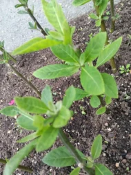 4 Organic Bitterleaf Rooting Stems - Nigerian Ewuro ,Onugbu for gardening, UK - Image 6