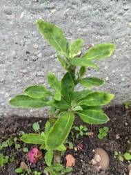 4 Organic Bitterleaf Rooting Stems - Nigerian Ewuro ,Onugbu for gardening, UK - Image 5