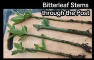 4 Organic Bitterleaf Rooting Stems - Nigerian Ewuro ,Onugbu for gardening, UK - Image 4