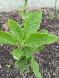 4 Organic Bitterleaf Rooting Stems - Nigerian Ewuro ,Onugbu for gardening, UK - Image 3