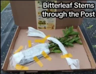 4 Organic Bitterleaf Rooting Stems - Nigerian Ewuro ,Onugbu for gardening, UK - Image 2