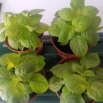 FRESH EFIRIN (SCENT LEAVES) PLANT - Planted and grown in the UK , EFIRIN.
