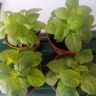 FRESH EFIRIN (SCENT LEAVES) PLANT - Planted and grown in the UK , EFIRIN.