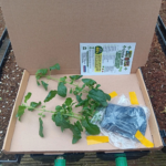 2 Tall Tulsi Holy Basil plant, Tulsi 100% genuine. Healthy Well rooted
