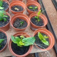 ORGANIC UGU PLANTS. READY TO POST - GROW HARVEST AND EAT YOUR UGU AT HOME