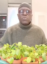 Efirin (scent L)+Ewedu (Jute Mallow)+Shoko(Lagos Spinach)+TeTe (Amaranth) Seeds - Image 5