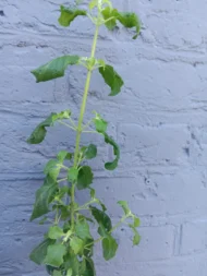 2 Tall Tulsi Holy Basil plant, Tulsi 100% genuine. Healthy Well rooted - Image 4