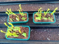 ORGANIC UGU PLANTS. READY TO POST - GROW HARVEST AND EAT YOUR UGU AT HOME - Image 13