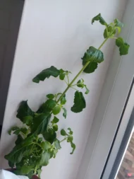 2 Tall Tulsi Holy Basil plant, Tulsi 100% genuine. Healthy Well rooted - Image 3