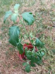 2 Tall Tulsi Holy Basil plant, Tulsi 100% genuine. Healthy Well rooted - Image 11