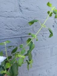 2 Tall Tulsi Holy Basil plant, Tulsi 100% genuine. Healthy Well rooted - Image 6