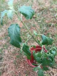 2 Tall Tulsi Holy Basil plant, Tulsi 100% genuine. Healthy Well rooted - Image 7