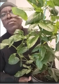 ORGANIC UGU PLANTS. READY TO POST - GROW HARVEST AND EAT YOUR UGU AT HOME - Image 5