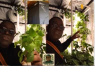 ORGANIC UGU PLANTS. READY TO POST - GROW HARVEST AND EAT YOUR UGU AT HOME - Image 6