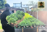 ORGANIC UGU PLANTS. READY TO POST - GROW HARVEST AND EAT YOUR UGU AT HOME - Image 7