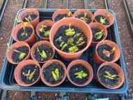 ORGANIC UGU PLANTS. READY TO POST - GROW HARVEST AND EAT YOUR UGU AT HOME - Image 10