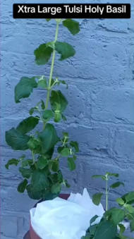 2 Tall Tulsi Holy Basil plant, Tulsi 100% genuine. Healthy Well rooted - Image 5